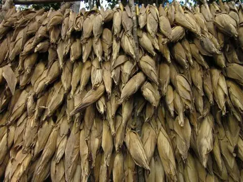 Dulangan Way of Preserving Corn Seed